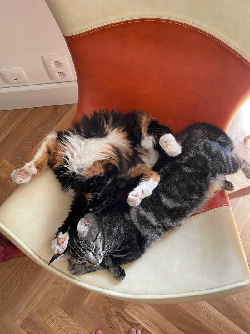 twee katten liggen in een vreemde houding in een stoel