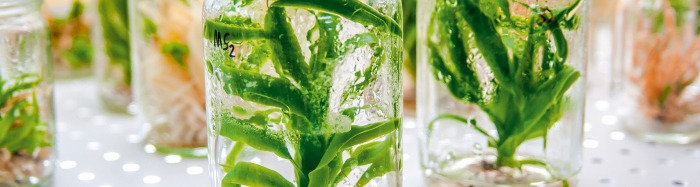 Biotechnologie plantjes in glazen potten