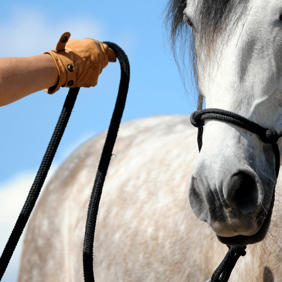 Dierenzorg paard
