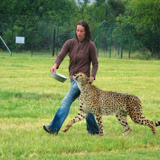 Dierenzorg cheetah