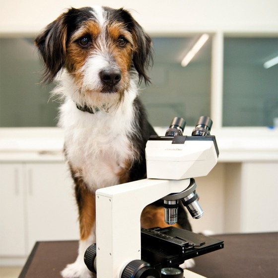 Hond en microscoop.