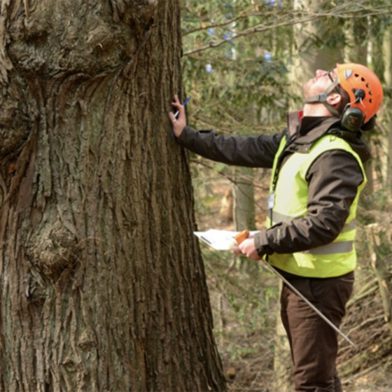 Inspectie van een boom
